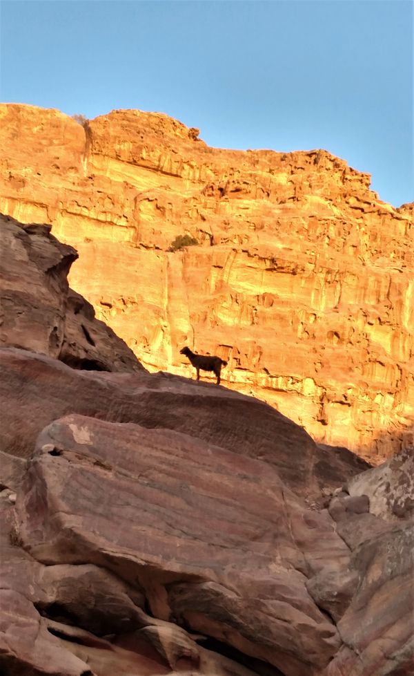 Lone goat - Petra, Jordan thumbnail