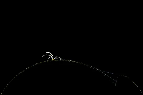 Minimalist Mystery thumbnail