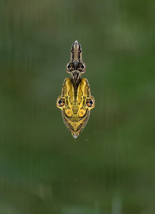 THE MASKMAN thumbnail