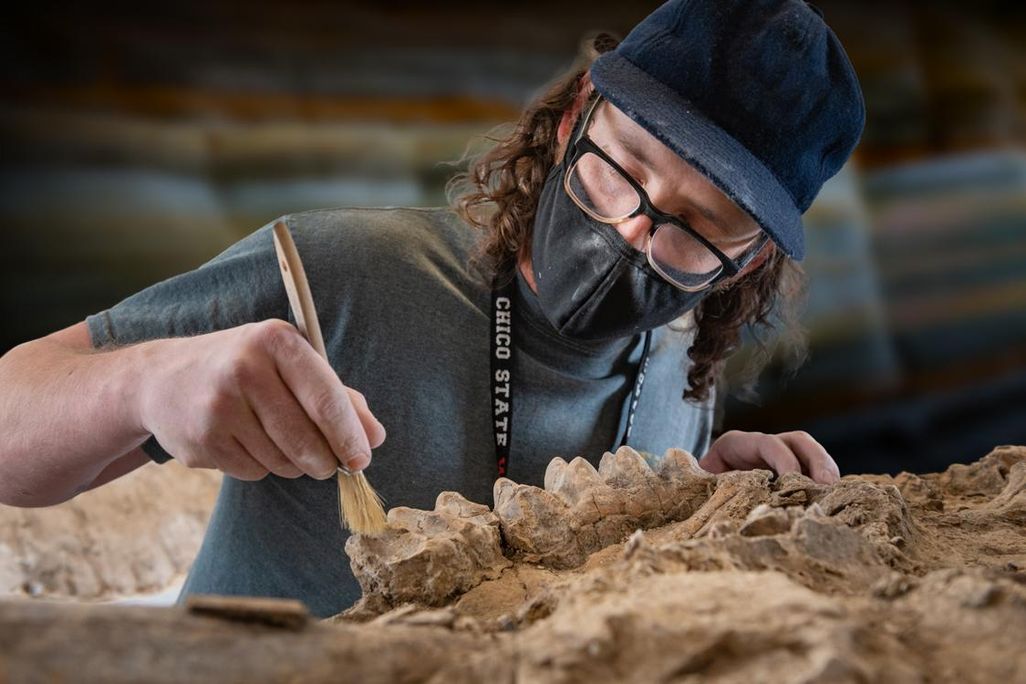 A photograph of a person holding a brush to a fossilized jaw of a mastodon. The person is wearing a mask, black glasses and a navy baseball hat. 