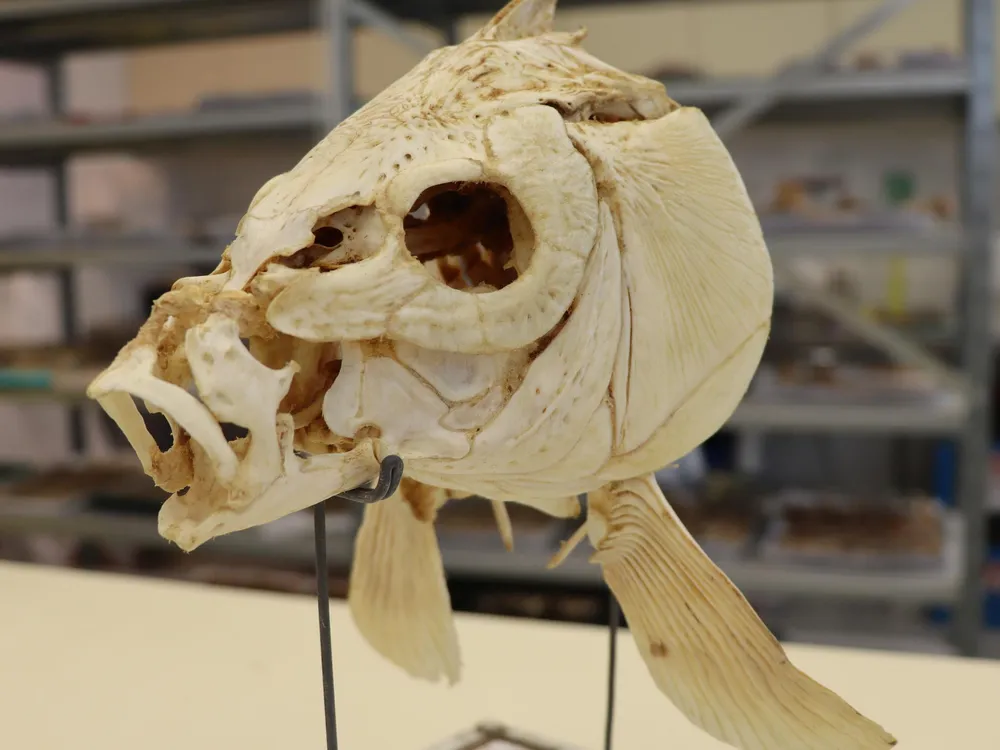 Skull of a modern carp