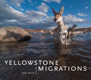 Preview thumbnail for Yellowstone Migrations