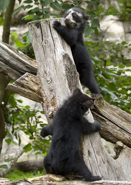 Andean-bear-cubs-at-Announcement_MM.jpg