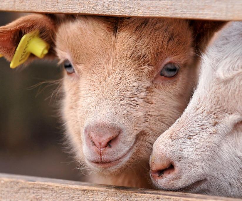 Baby Goats!