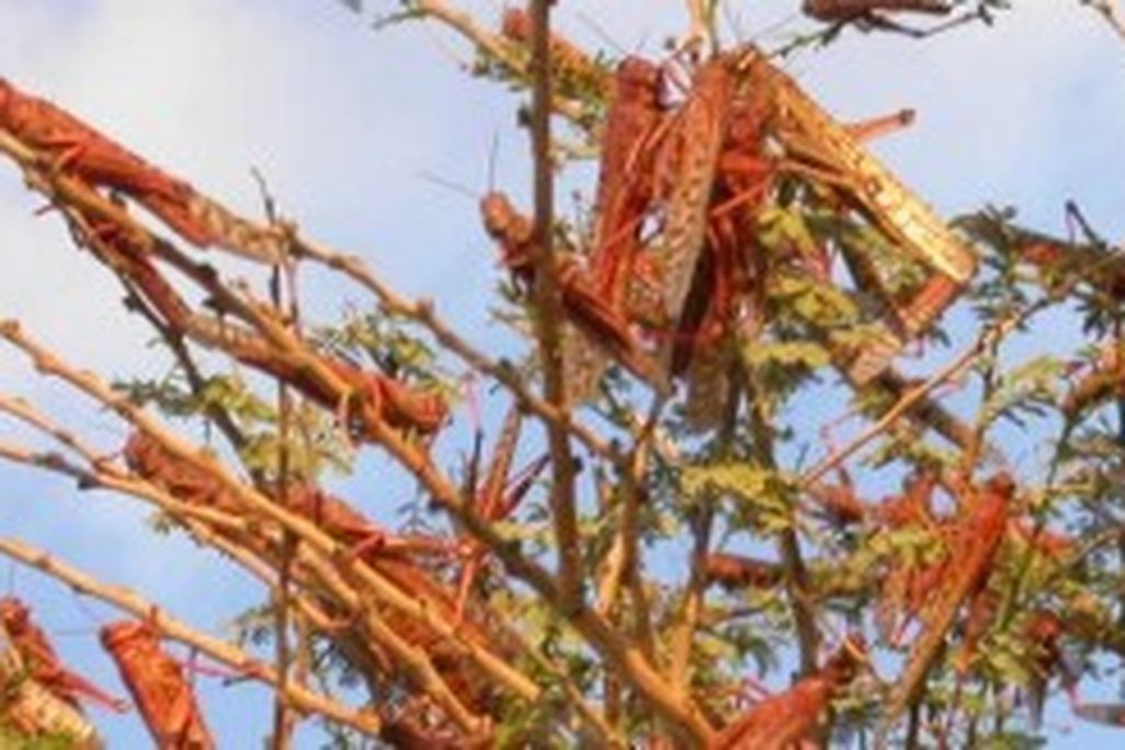 Locusts covering a bush