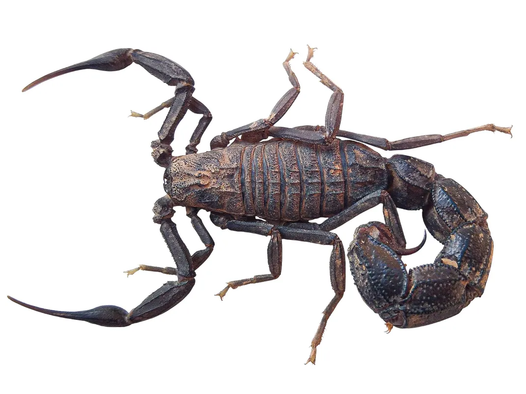 Buthidae_2 - scorpion image