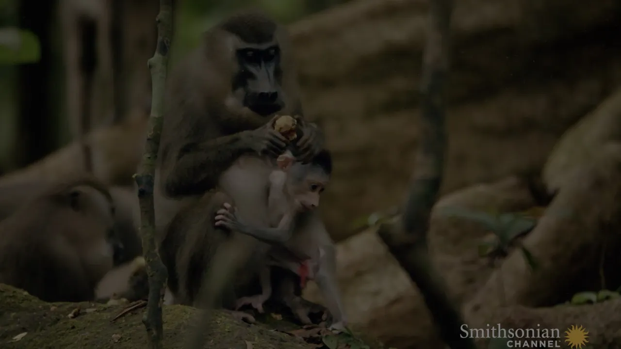 Preview thumbnail for Vivid Footage of One of the Rarest Primates in the World