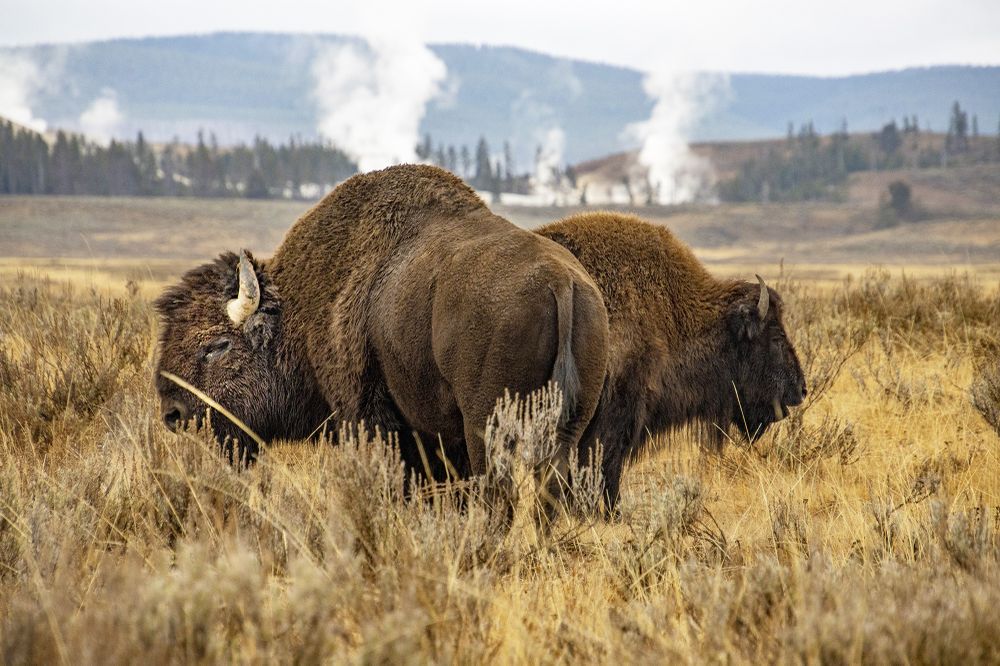 These bison were grazing along the side of the road on a very cold morning. Their breath was foggy as they moved through the tall grass. Steam from some of the hot springs can be seen in the background.