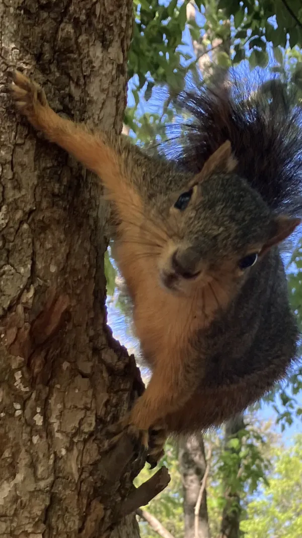 One Acrobatic Squirrel thumbnail