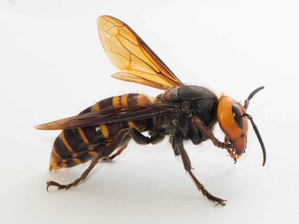 A close up image of a queen Asian giant hornet. The hornet has black and orange stripes and is facing towards the right against a white background. 