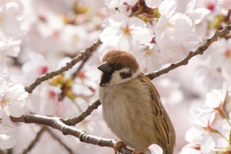 The Eurasian tree sparrow is one of 30 bird species in decline around Fukushima.
