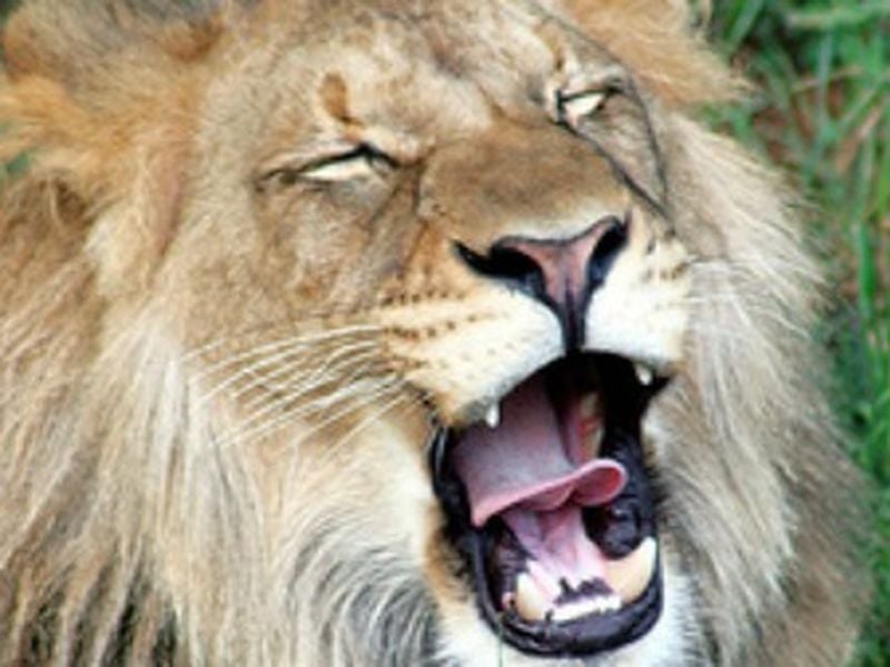 Lion Roar - Sound Effect 