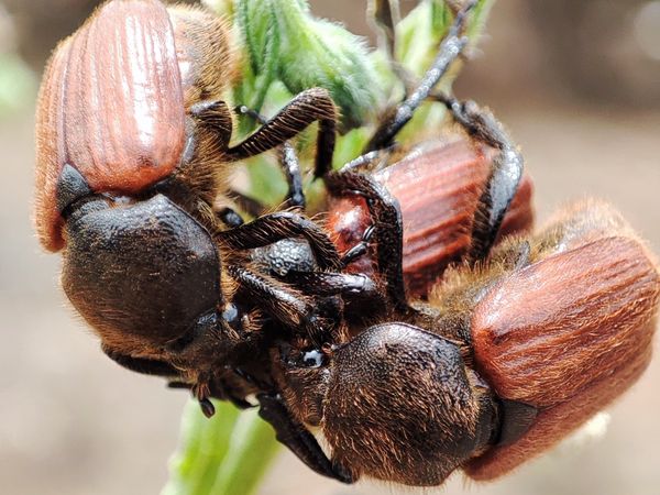 Fight for mating among Anisoplia beetles thumbnail