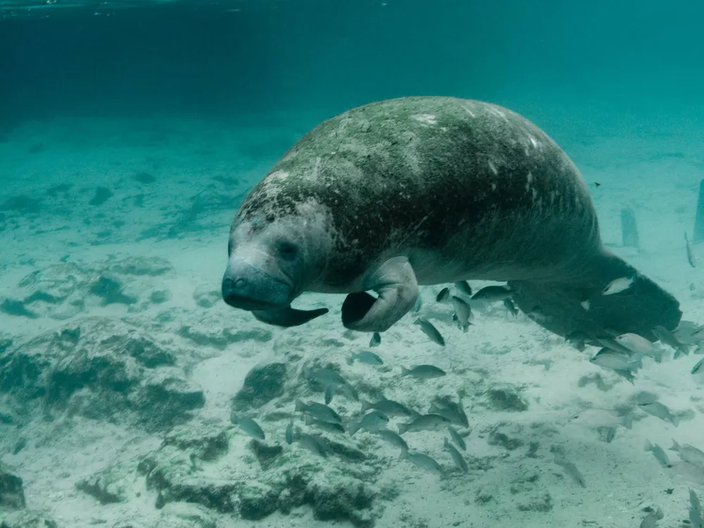 Archaeologists Piece Together the Origin Story of Florida's Manatees, Revealing They Were Once Tourists image