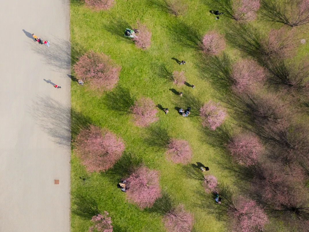 Cherry Blossom Harmony