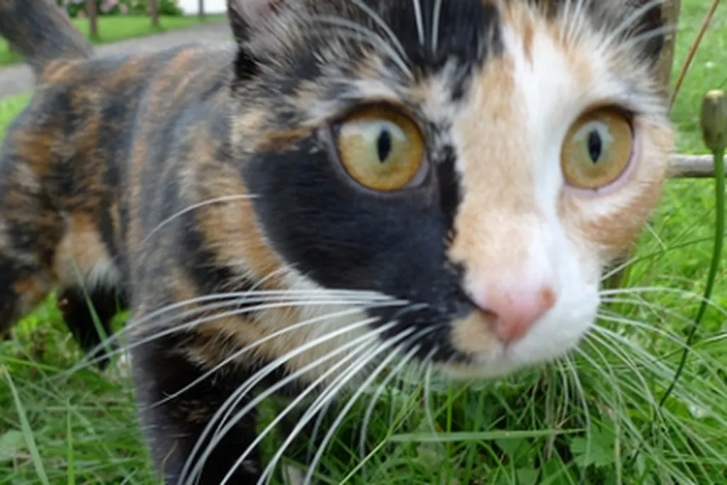 Defying its reputation as aloof, this tortoiseshell cat was labelled “the friendliest cat we met”