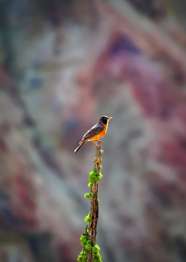 The bird perching atop of tree at Artist Point Yellowstone thumbnail