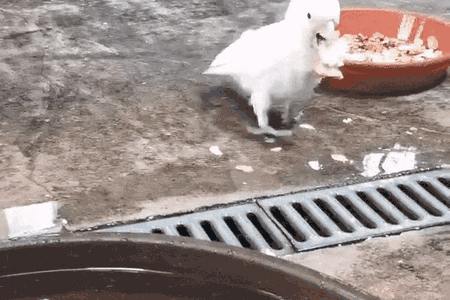 A cockatoo dunks its food before eating it. Scientists suggest this practice might improve the bread's texture.
