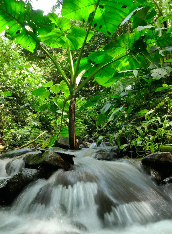 Elephant Ear plant in whitewater thumbnail