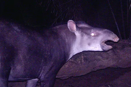 The new tapir, Tapirus kabomani.