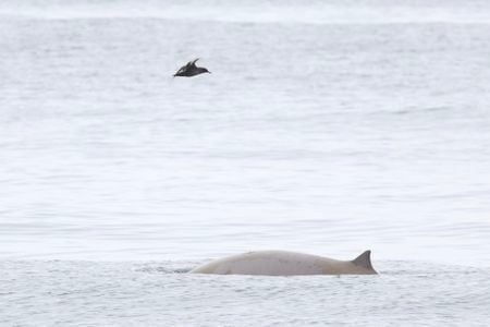 Sightseers spotted the rarely seen creatures on a Monterey Bay Whale Watch boat tour off the coast of California.