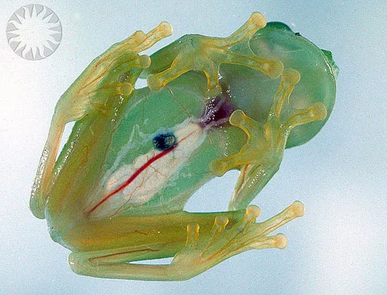 The Glass Frog