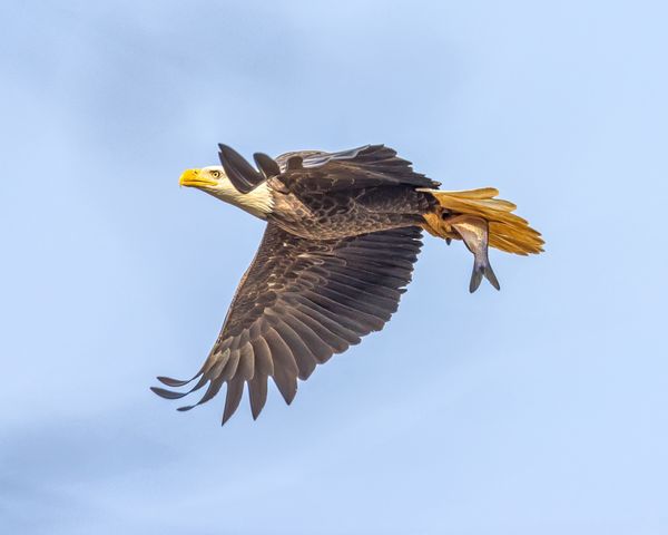 Bald eagle at Conowingo Dam, MD thumbnail