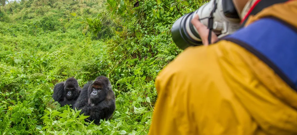  Spotting a group of gorillas in Volcanoes National Park 