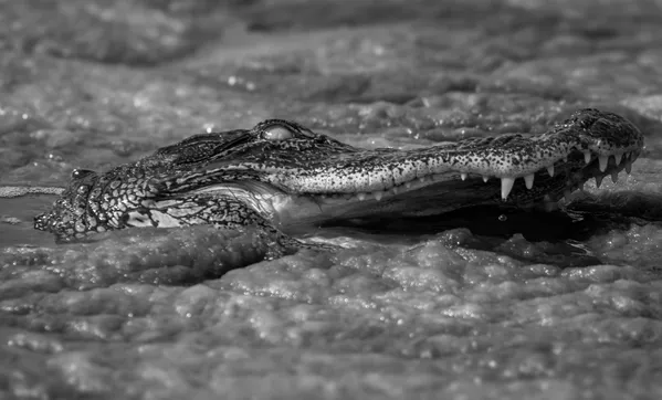 The Dinosaur thumbnail