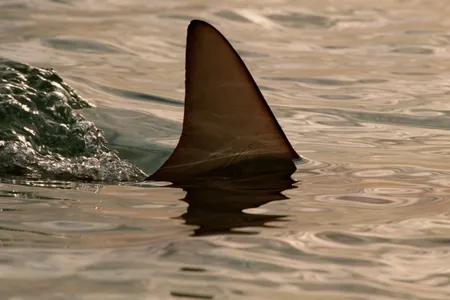 The fin of a blacktip shark glides through the waters in the Bahamas.