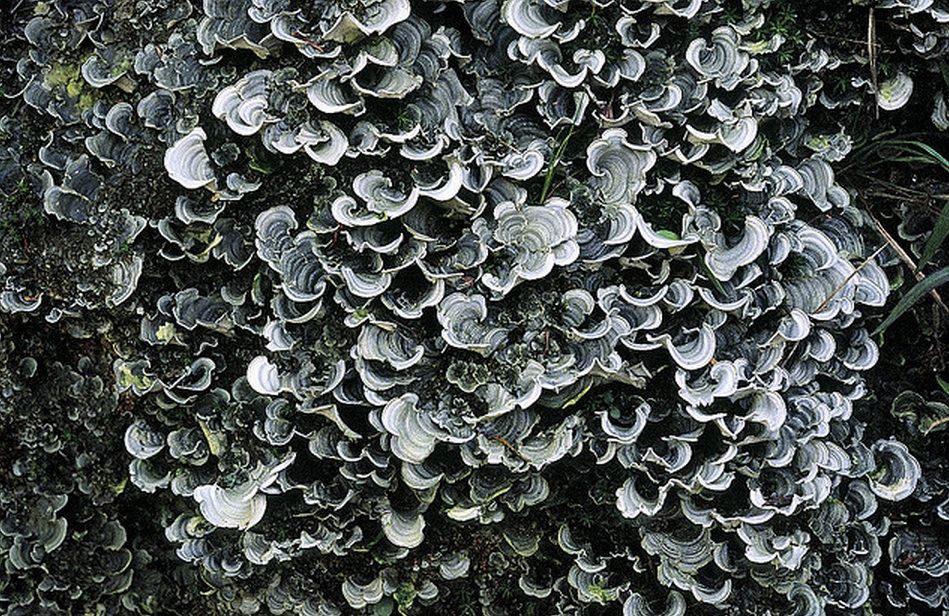 lichen 