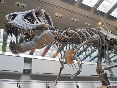 Early 20th-century paleontologists wondered whether the small arms of Tyrannosaurus rex were used for grasping when the dinosaurs mated.