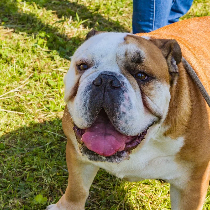 The Selective Breeding of English Bulldogs Has Led to a Lot of Health  Problems, Smart News
