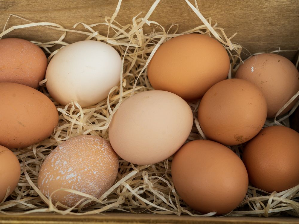 eggs nestled in straw
