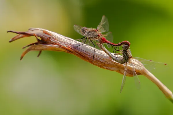 Love is in the air for two dragonflies thumbnail