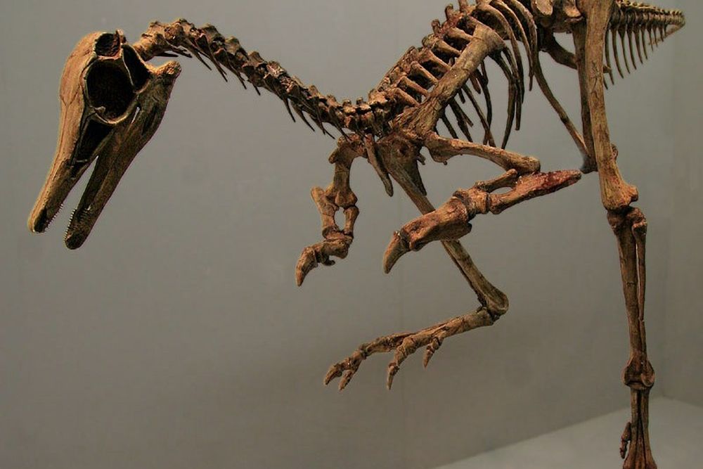 a skeleton of a bird-like dinosaur with short arms and one leg raised