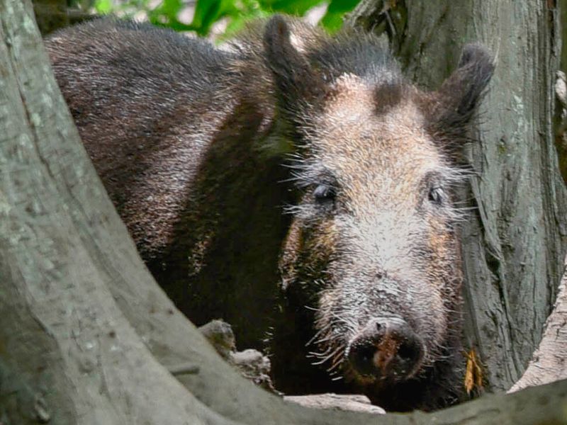 Swamp Hog | Smithsonian Photo Contest | Smithsonian Magazine