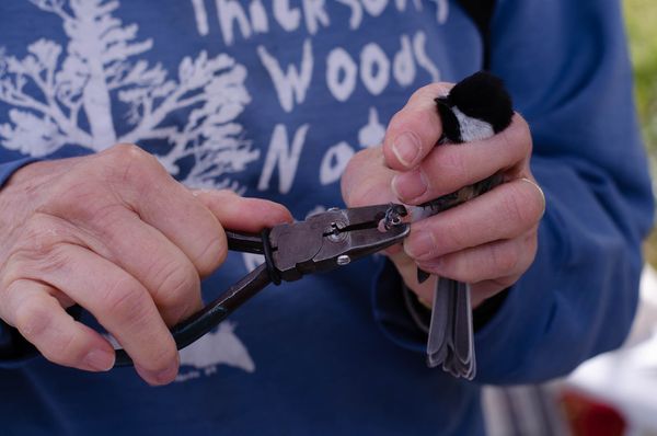 Bird Banding in a Protected Area thumbnail