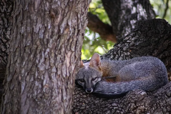 Gray Fox Sleeping in a Backyard Oak thumbnail