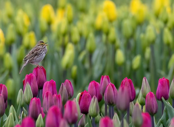 Tiptoeing through the tulips thumbnail