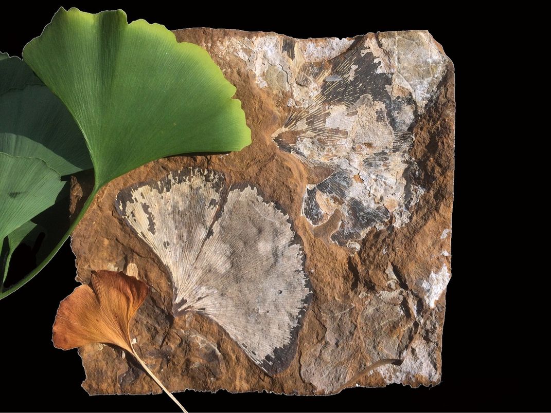 Smithsonian Scientists Are Using Ginkgo Leaves to Study Climate Change—They Need Your Help