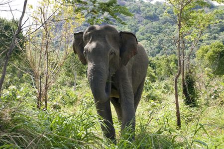 A wild Asian elephant in Sri Lanka