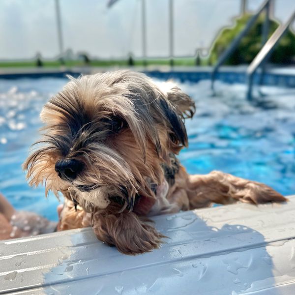 Pool dog thumbnail