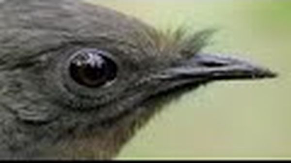 Preview thumbnail for Weird Science: Lyrebird, Nature's Mimic