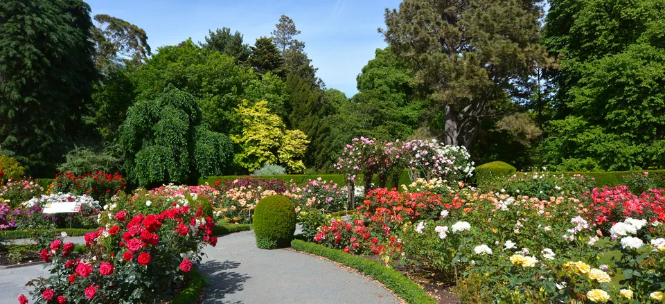  The Rose Garden at the Botanical Gardens, Christchurch 
