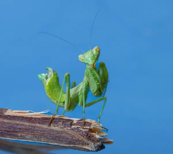Naturally posing green female Ameles spallanzanii thumbnail