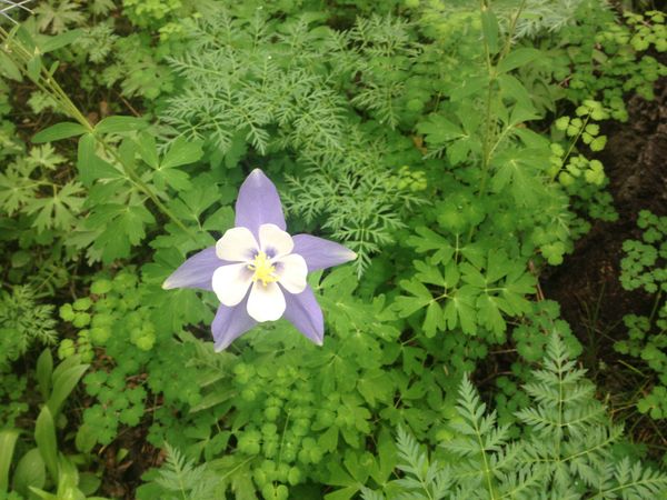 Lone Columbine thumbnail