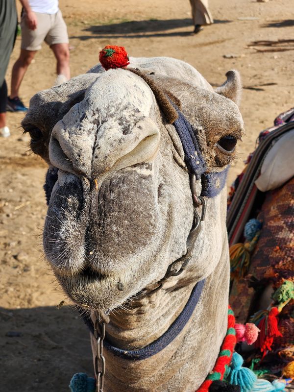 Taking a camel ride but he is not too enthused thumbnail