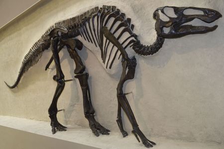 The skeleton of a 70-million-year-old hadrosaurus dinosaur, the same genus as the dinosaur specimen in the new study, at the Royal Ontario Museum in Toronto, Canada.&nbsp;