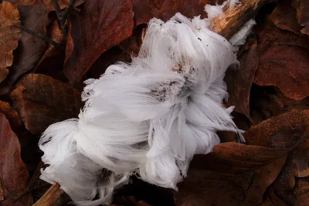 Hair ice found in Skåne County, Sweden. 